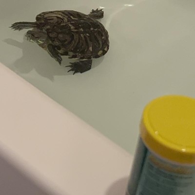 Zoo Med Reptisticks - Floating Aquatic Turtle Food- 5oz : Target
