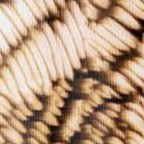 nature texture