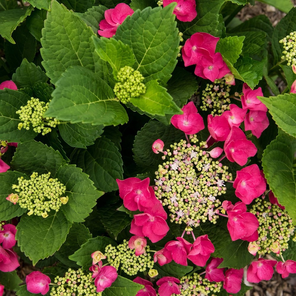 Photos - Garden & Outdoor Decoration National Plant Network Live Outdoor 4" Cherry Explosion Hydrangea Plants - 3ct