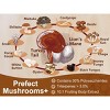Mushroom Supplement, Mushroom Complex with Lion's Mane, Turkey Tail, Reishi, Cordyceps, Shiitake, 14-in-1 Mushrooms for Memory and Focus - 120ct - 2 of 4