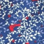 evening blue cardinals