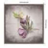 Amanti Art Vintage Hellebore Study VII by Felicity Bradley Framed Canvas Wall Art - 4 of 4