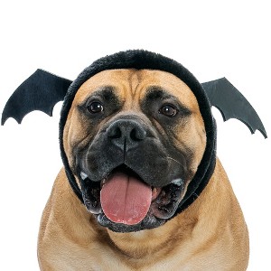Flex-Fit Costume Hat for Dogs - 1 of 4