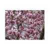 Trademark Fine Art Leslie Montgomery Under The Tulip Tree Wood Slat Art - 3 of 4