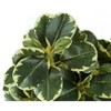 Monarch Specialties Artificial Plant 14 inch Tall Ficus Indoor Faux Fake Table Greenery Potted Set Of 2 Decorative Green Leaves Black Pots - 4 of 4