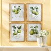 Plum & Post Fruit Study Set of 4 - 3 of 4