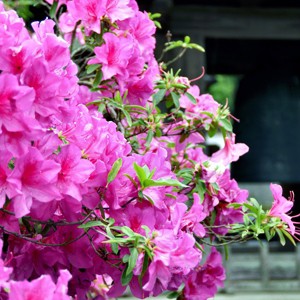 Azalea 'Karens' U.S.D.A. Hardiness Zones 5-8 - 1pc - Cottage Hill - 1 of 3