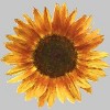 Men's Design By Humans Sunflower By Maryedenoa T-Shirt - 2 of 4
