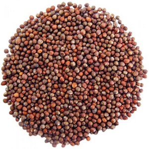 Organic Broccoli Seeds for Sprouting - by Food To Live - 1 of 4
