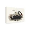 Trademark Fine Art - Elizabeth Gould  Majestic Waterbird III Canvas Art - 4 of 4