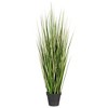 Green Evergold Grass Potted UV - 2 of 4