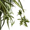 Nearly Natural Spider Plant Hanging Basket: Indoor/Outdoor Decorative Faux Foliage in Wicker Basket - image 3 of 3