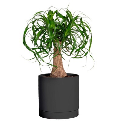 Greendigs Ponytail Palm in Black Pot, 7"