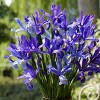 Van Zyverden 12ct Bulbs Iris Dutch Sapphire Beauty - 2 of 4