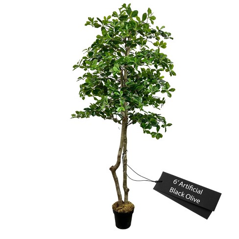 Cypress & Alabaster | Black Olive Tree In Growers Pot - image 1 of 4