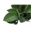 Syemin Artificial Plant ZZ Indoor Faux Plant with Black Pot for Indoor Walkway Entryway Decor Real Touch Decorative Green Leaves, Green, 11"*10"*20" - 4 of 4