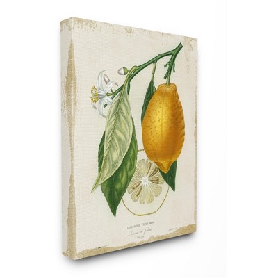 Stupell Industries Traditional Citrus Illustration French Lemon Branch ...