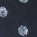 black dots