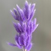 Alilang Dried Bunny Tail Grass Stems for Modern Home Decoration and Floral Arrangements, 23.5 Inches - 2 of 3