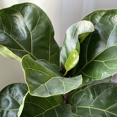 48" Fiddle Leaf Fig Tree in Black Nursery Pot