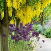 Van Zyverden 5ct Bulbs Allium Purple Rain - 3 of 4