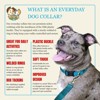 Country Brook Petz Everyday Nylon Dog Collar - 4 of 4