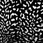 black white leopard print