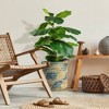48" Artificial Deluxe Fig Bush in Basket Blue and Cream - LCG Florals: Faux Greenery, Indoor Decorative Plant - 2 of 4