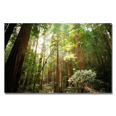 22" x 32" Muir Woods by Ariane Moshayedi - Trademark Fine Art