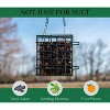 JCs Wildlife Single Suet Cage Bird Feeder - Holds Suet, Seed Cakes, Fruit, and Nesting Material - Holds 1 Suet Cake - Suet Feeder, Suet Basket, Suet - 4 of 4