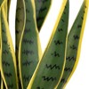 Northlight Real Touch™️ Artificial Potted Striped Leaf Dracaena Snake Plant - 29" - 4 of 4