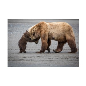 Trademark Fine Art -Renee Doyle 'A Little Bear Hug' Canvas Art - 1 of 4