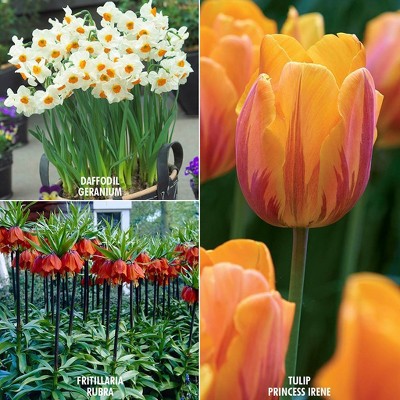 27ct Color Your Garden Orange Collection Bulbs - Van Zyverden