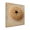 "Sepia Shell Iii" Outdoor Canvas - 2 of 4