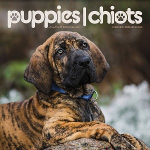 Trends International 2026 Puppies Bilingual French 12"x12" Wall Calendar - 1 of 4