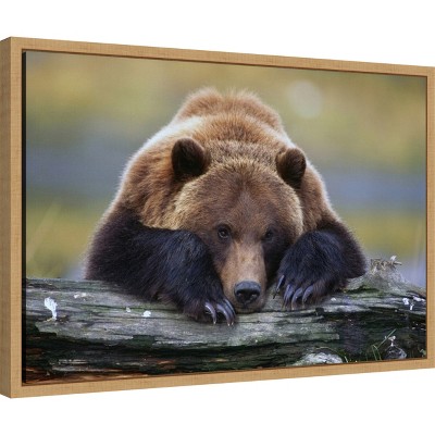Brown Bear Resting Canvas Print with Maple Frame
