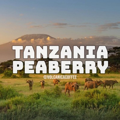 Volcanica Coffee, Tanzania Peaberry Coffee, Fresh Roasted, 16 oz