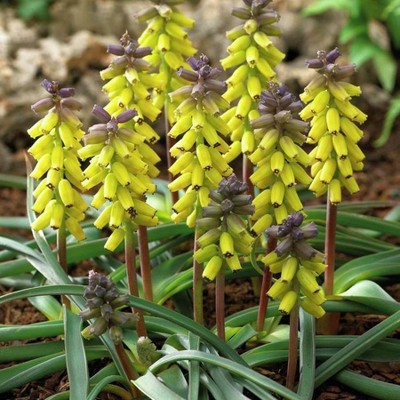 6ct Grape Hyacinths Golden Fragrance Bulbs - Van Zyverden