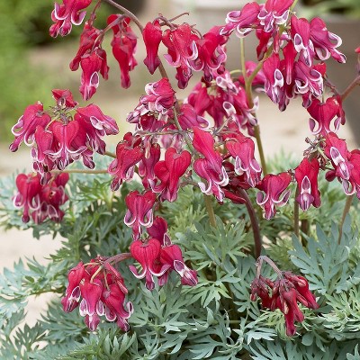 Van Zyverden Bleeding Hearts Burning Hearts Root