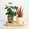 Unique Bargains Bamboo Wood Indoor Outdoor Plant Saucer 1 Pc - 4 of 4
