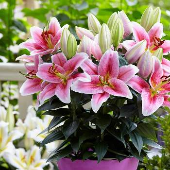 Van Zyverden Patio First Romance Lilies with Decorative Metal Planter Nursery Pot Medium Gloves and Planting Stock