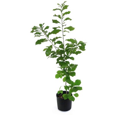 2.25gal Chinkapin Oak Tree - National Plant Network