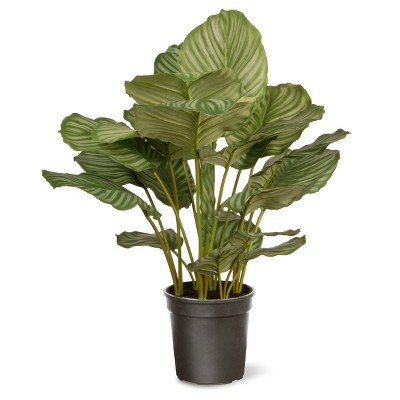 Garden Accents Artificial Calathea Plant 30" - National Tree Company