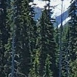 rustic plank grey narrow