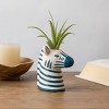 Funky Grasslands Zebra Plant - Good Little Garden™ - 2 of 3