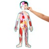 Blue Panda 17-Pcs Large Magnetic Human Body Puzzle for Kids, Double-Sided Anatomy and Organs, Skeleton, Body Parts Model (3 ft) - 3 of 4
