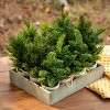Park Hill Collection Evergreen Nursery Flat, 12 pots - 2 of 3