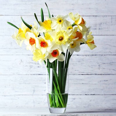 Set of 25 Daffodils Bulbs Cutting Garden Vase Mixture - Van Zyverden