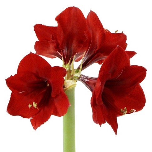 Vienna Red Velvet Giant Amaryllis Kit Cottage Hill Nursery