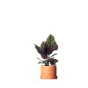 Live 6" Assorted Foliage Contemporary Terracotta - 2 of 4